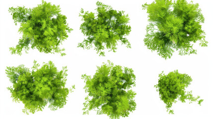 Obraz premium dill isolated on white background