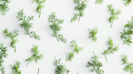 dill isolated on white background