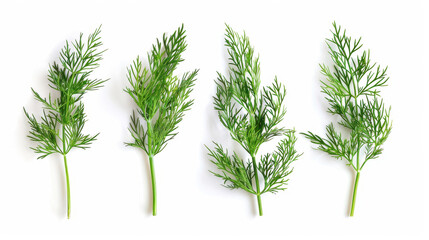 Obraz premium dill isolated on white background