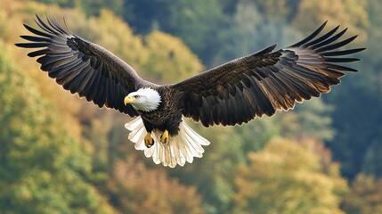 Obraz premium Majestic Eagle Soaring High Above Autumn Valley, Wings Outstretched in Sharp Focus Against a Forested Background