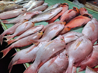 pile of fresh red snapper fish sold at the market