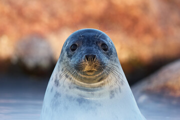 Front portrait of grey seal youngling looking at the camera with big red rocks blurred on the...