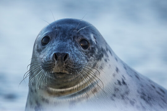 Front portrait of grey seal youngling looking at the camera on the blurred blue background