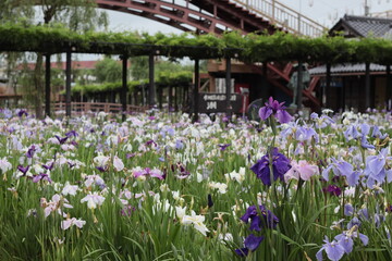 茨城県　水郷佐原あやめパーク　あやめの群生　日本の風景　花