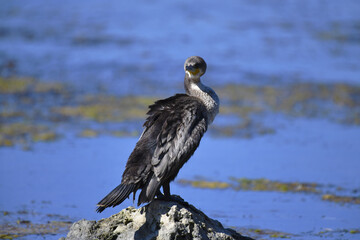 A large cormorant sits on a rock near the shore after diving into the sea depths for fish. The agile underwater hunter dries off in the sun.
