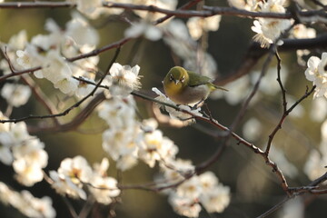 メジロと梅　日本の春　梅の花　春の景色　日本の景色