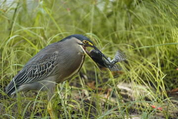 Butorides striata, Ardeidae family, swallowing a Cichlid. Fortaleza Ceara, Brazil.
