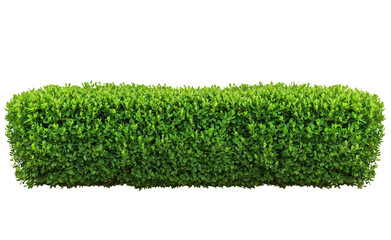 Perfectly manicured rectangular green hedge or artificial grass panel showing a dense, uniform...