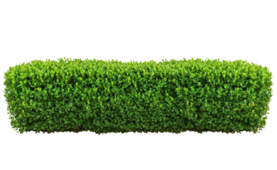 Perfectly manicured rectangular green hedge or artificial grass panel showing a dense, uniform surface texture of vibrant green foliage against transparent background