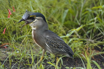 Butorides striata, Ardeidae family, swallowing a Cichlid. Fortaleza Ceara, Brazil.