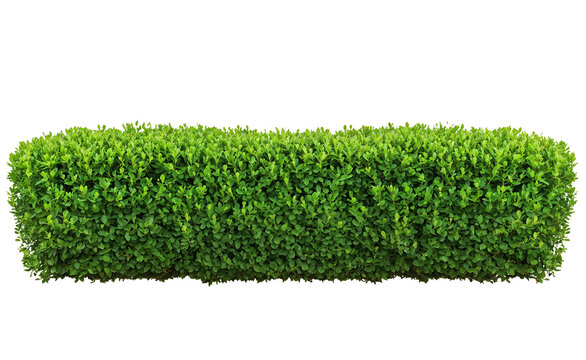 Perfectly manicured rectangular green hedge or artificial grass panel showing a dense, uniform surface texture of vibrant green foliage against transparent background