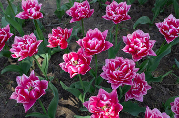 Amazing nature concept. pink - crimson tulips on a flowerbed. Natural view of blooming tulips in the garden. spring flower background. Delicate flowers, flowerbed decoration. Beauty of nature,