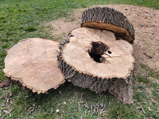 The tree is cut down and cut into round pieces