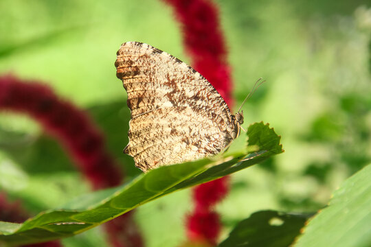 Elymnias nesaea , also known as the Tiger Palmfly , is a species of butterfly in the family Nymphalidae. elymnias butterfly perches on plants in the morning