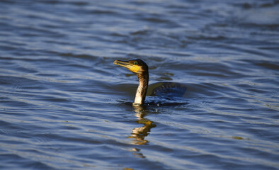 A young Great Cormorant (Phalacrocorax carbo), a green-eyed underwater hunter, emerges from a long dive, its long neck and head sticking out of the water.