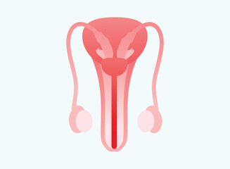 Illustration of an Human Organs Male Reproductive Gradient Icon