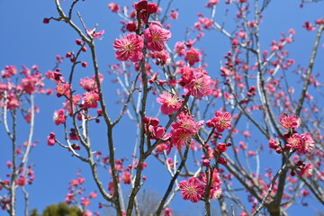 Blooming Japanese plum blossom with great pink color