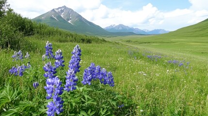 Fototapeta premium Vibrant purple lupines in a lush green meadow, mountain backdrop under a partly cloudy sky.