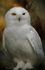 Snow owl