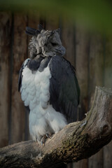 Fototapeta premium Harpy 