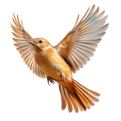 Naklejka premium flying bird isolated