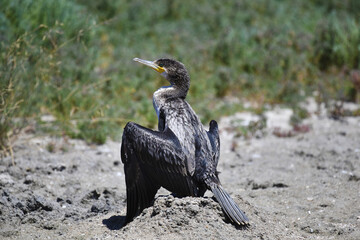 A great cormorant dries its plumage after diving into the water on a hot sunny day, standing on a sandy hummock. The seabird rests after fishing.