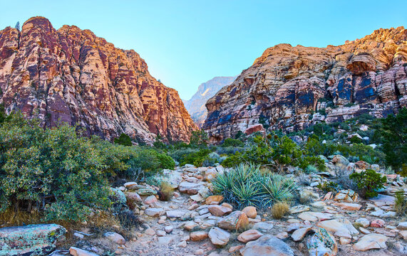 Red Rock Canyon Trail with Towering Cliffs and Desert Plants at Eye Level