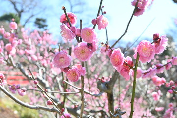Blooming japan plum blossom with great pink color