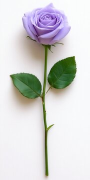 Single lavender rose with green leaves on a white background. The stem is long and straight, showing thorns. The lighting is soft and even.