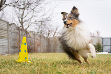 Cute tricolor sheltie dog is training obedience. Smart obedient shetland sheepdog is running around a cone