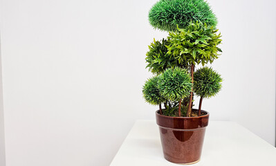 A small green tree in a pot on a wooden floor.