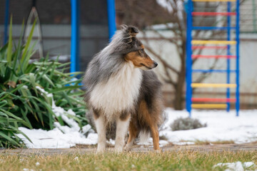 Cute tricolor sheltie dog on the playground background. Smart obedient shetland sheepdog