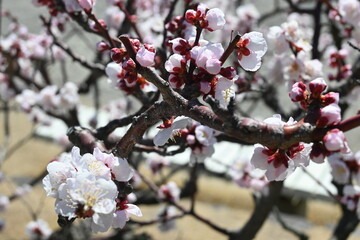 pink cherry blossom