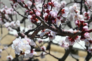 Blooming Japanese plum tree with great pink color