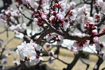 Blooming Japanese plum tree with great pink color