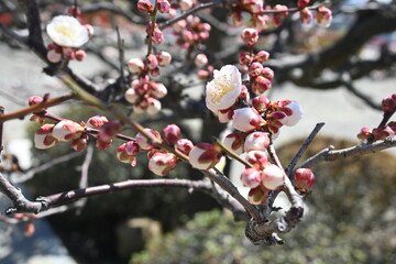 Blooming Japanese plum tree with great pink color