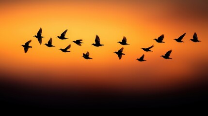 Silhouetted birds flying against a vibrant sunset sky