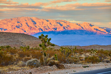 Joshua Trees and Mountain Range at Sunset Golden Hour Perspective