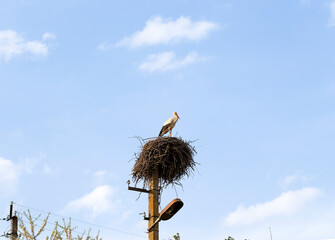 White stork (Ciconia ciconia) stands gracefully on a large nest made of twigs, perched atop a...