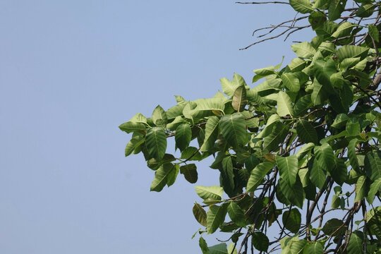 green leaves against blue sky