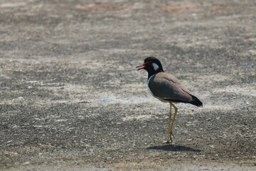 red winged blackbird
