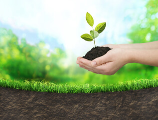 hands planting seedlings into ground