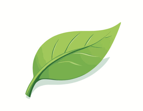 Single green leaf with visible veins on white