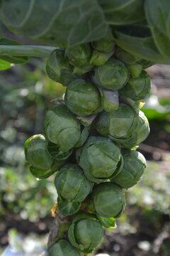 Brusel sprouts makro