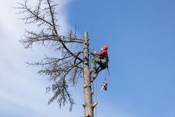 Tree Removal. Professional arborist cutting a tree with a chainsaw. Safety when working at height. Deforestation in treeindustry. 