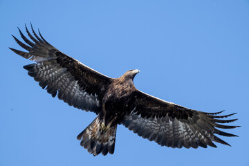 Aquila reale