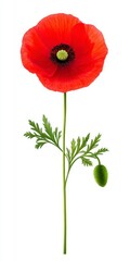Obraz premium Single red poppy flower with green stem and leaves against a white background. The vibrant red petals and delicate green foliage are sharply detailed.
