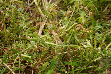 Vicia sativa or common vetch pods on its plant on the grass field 
