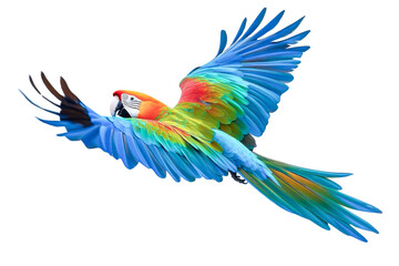 vibrant macaw in flight on white background