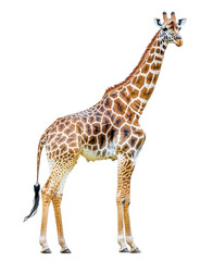 Fototapeta premium giraffe on white background